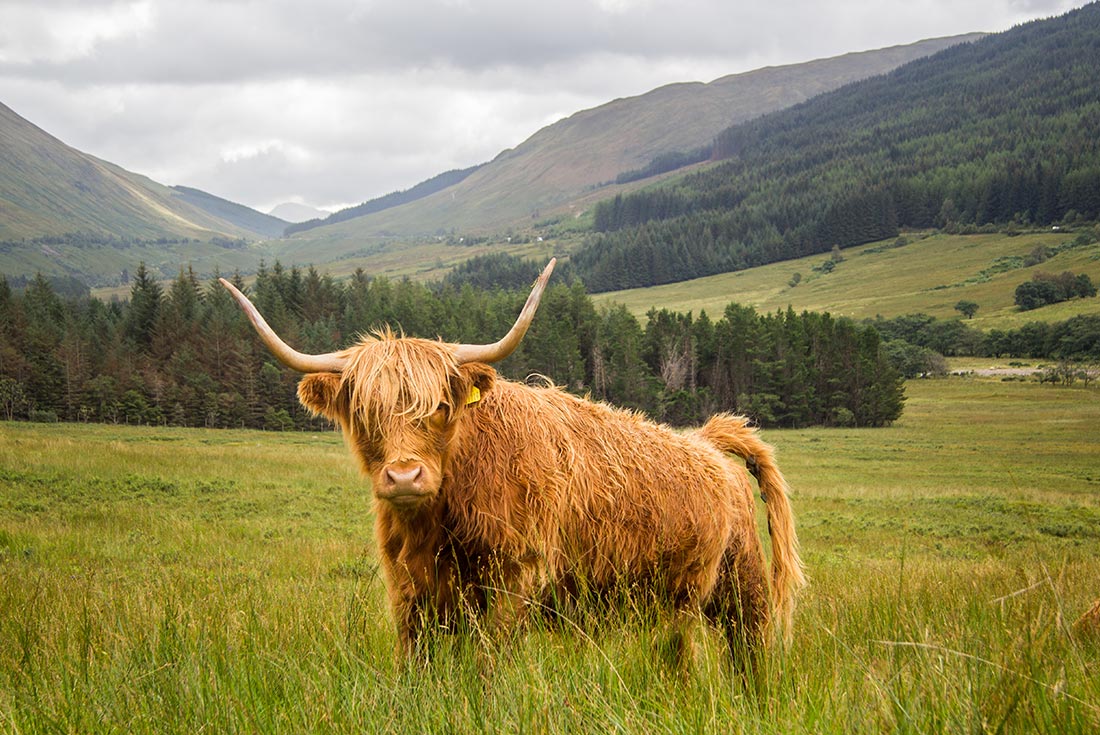 West Highland Bull in natural habitat, Wales, UK