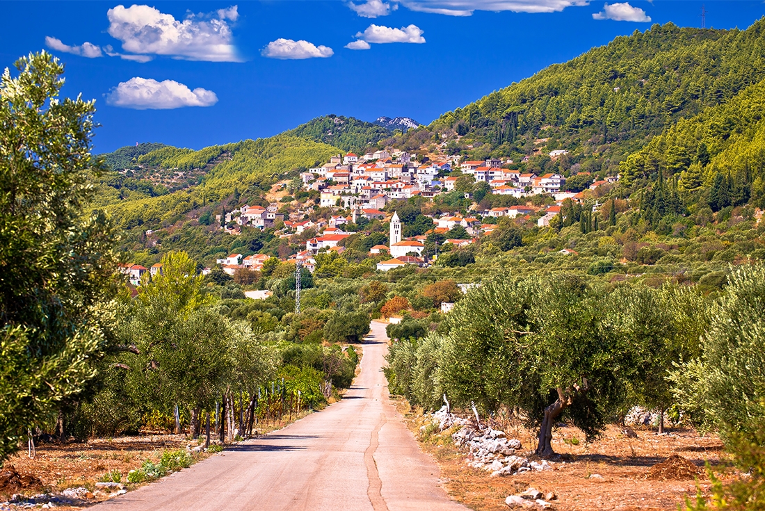 Village of Cara in green island landscape view, row of olive trees leading in, Korcula island in Dalmatia, Croatia.