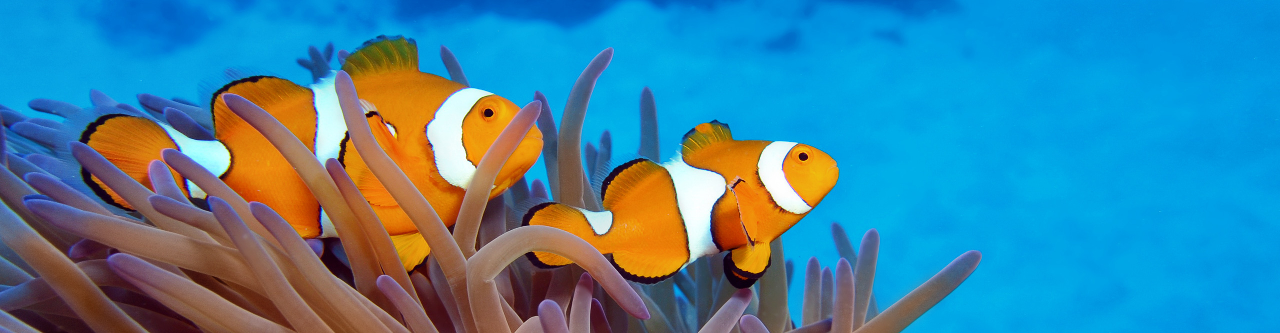 Orange and white Clownfish swimming through anemone on the Great Barrier Reef, Australia 