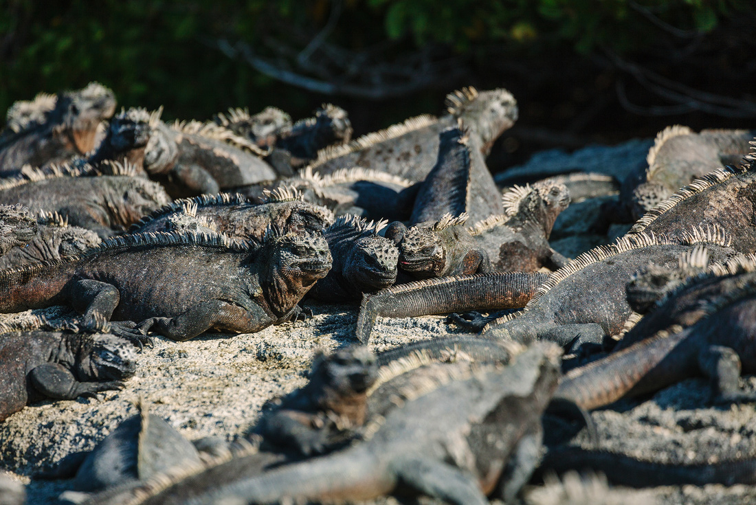Group of marine iguanas, Galapagos Islands