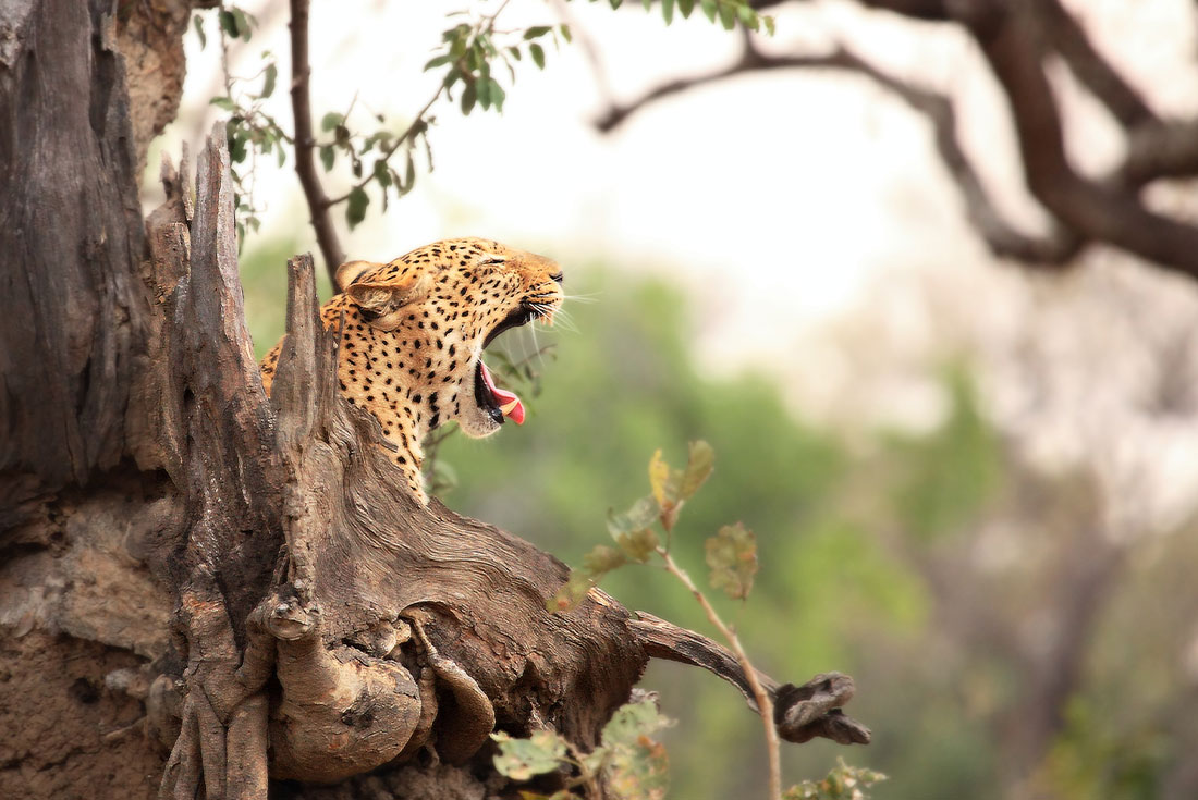 Leopards sits in tree and yawns in South Luangwa National Park