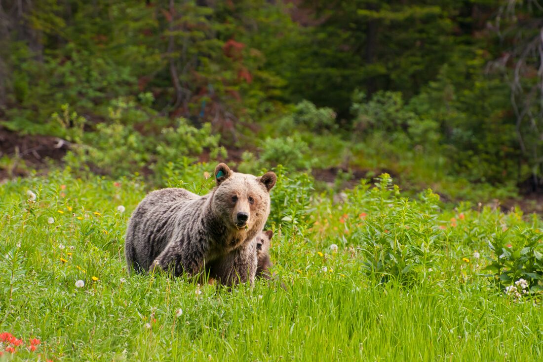 canada_bear_cub-nature-forest