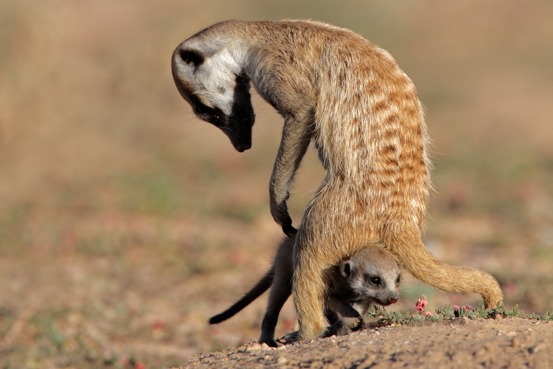 Peregrine Adventures south africa kalahari desert meerkat mother baby