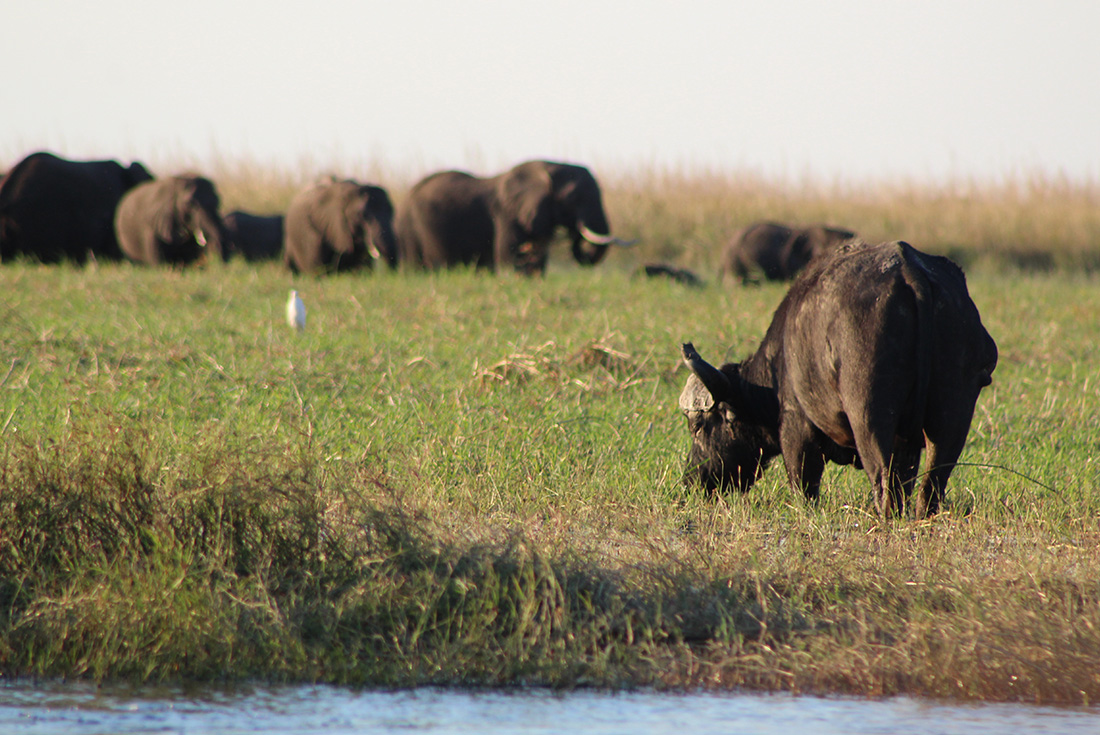 Experience the amazing variety of wildlife in Chobe National Park, Botswana
