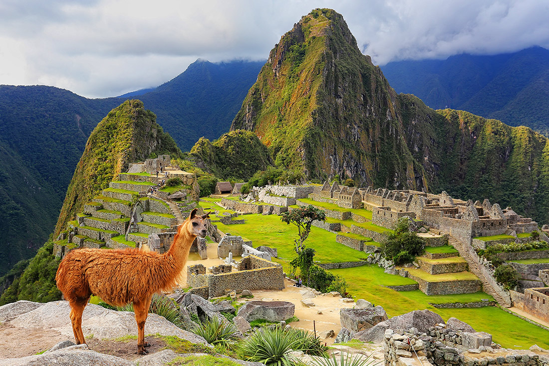 Llama standing above Machu Picchu landscape, Peru