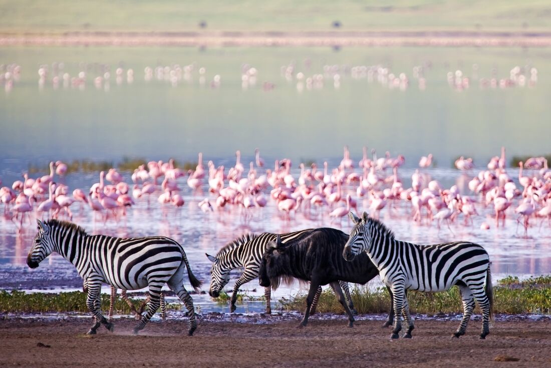 tanzania_ngorongoro_crater-zebra-with-flamingo