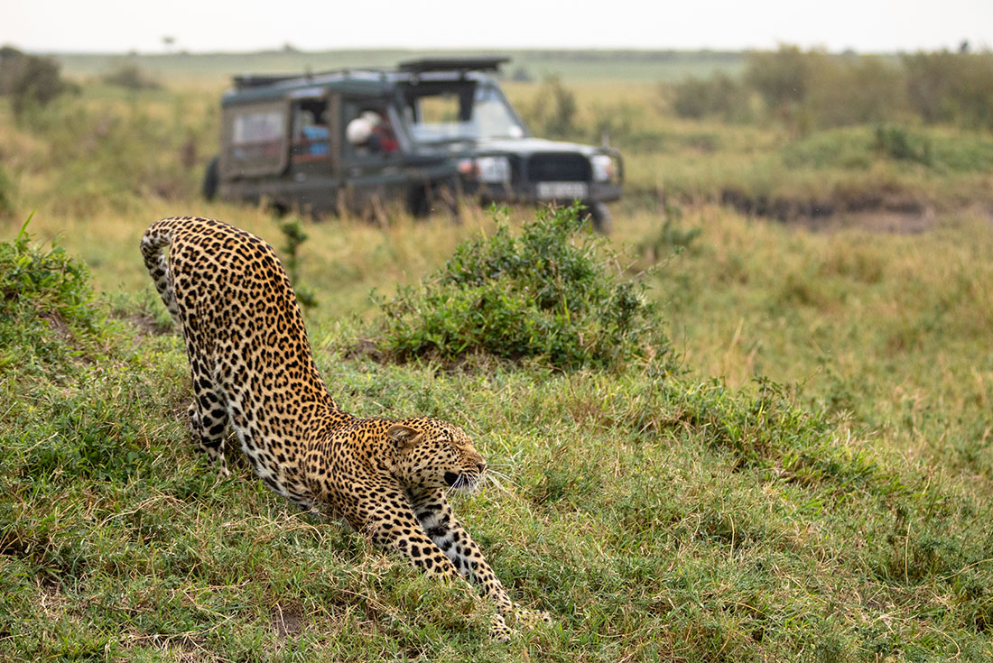 Leopard stretches luxuriously in Masai Mara National Reserve