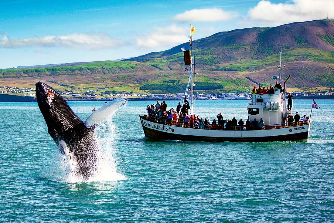 Humpback whale breaching in front of North Sailing boat Husavik harbour, Iceland