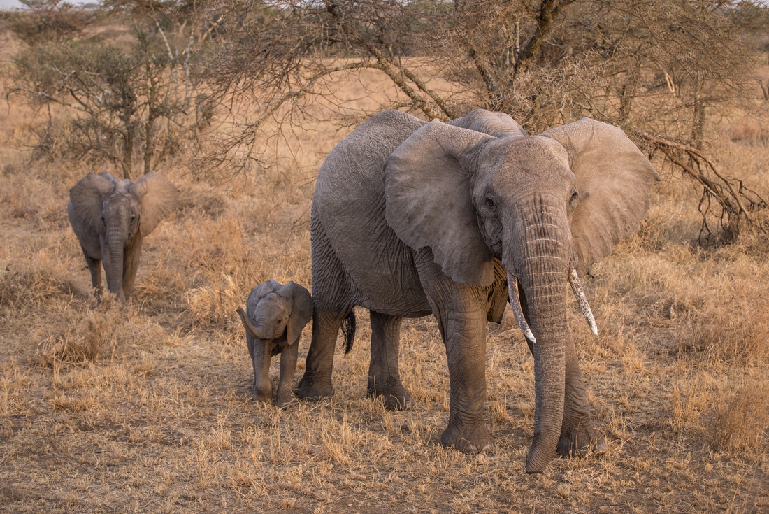 tanzania serengeti elephant with young