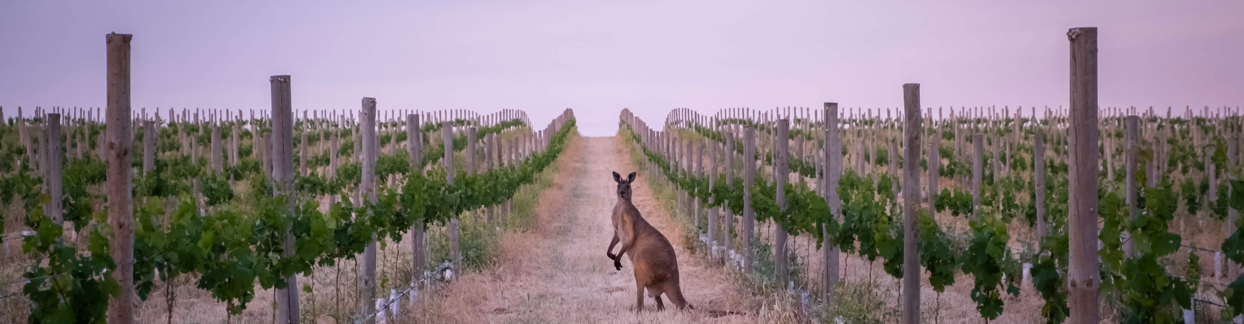 Kangaroo amongst the vines in a vineyard in the Barossa Valley, at dusk, South Australia 
