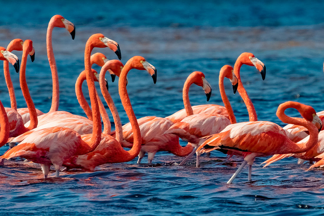 Flamingos at the Celestun Biosphere, Mexico