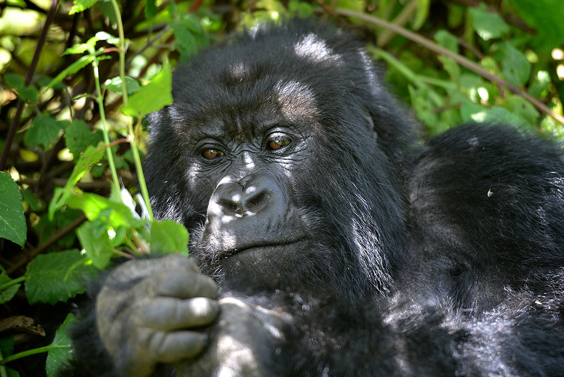 Get up close to the mountain gorillas of Uganda