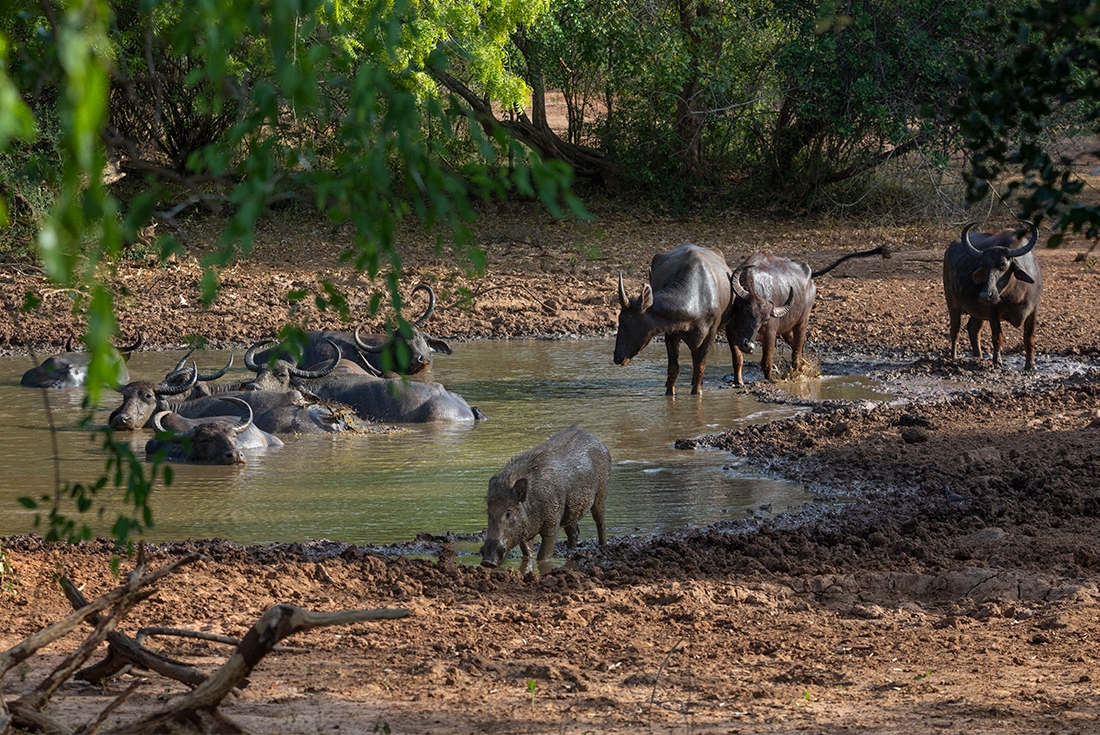 Water Buffalo and a wild boar in Yala National Park