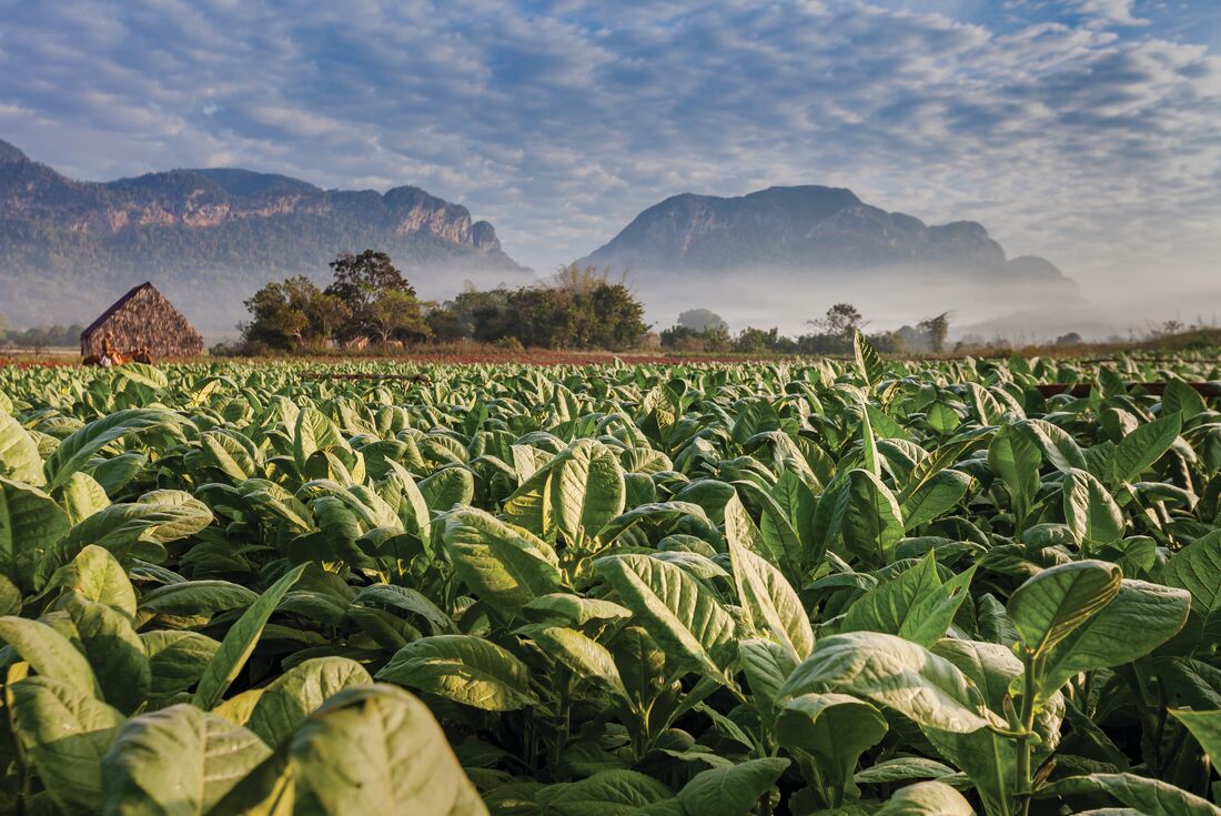 Cuba_vinales_tobacco-plantation