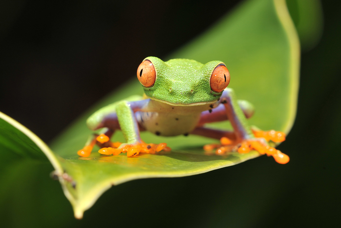 Colourful tropical frog found in the Monteverde region, Costa Rica