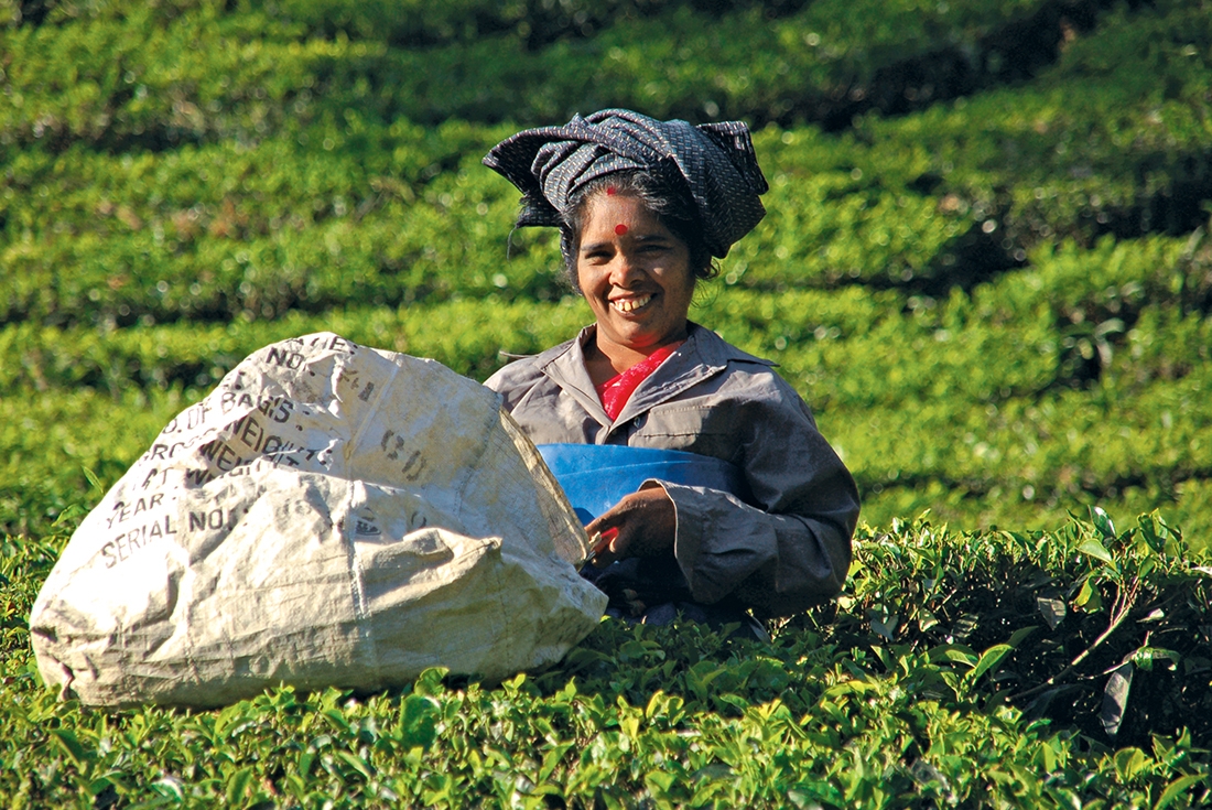 Local woman picking tea in a tea field, India
