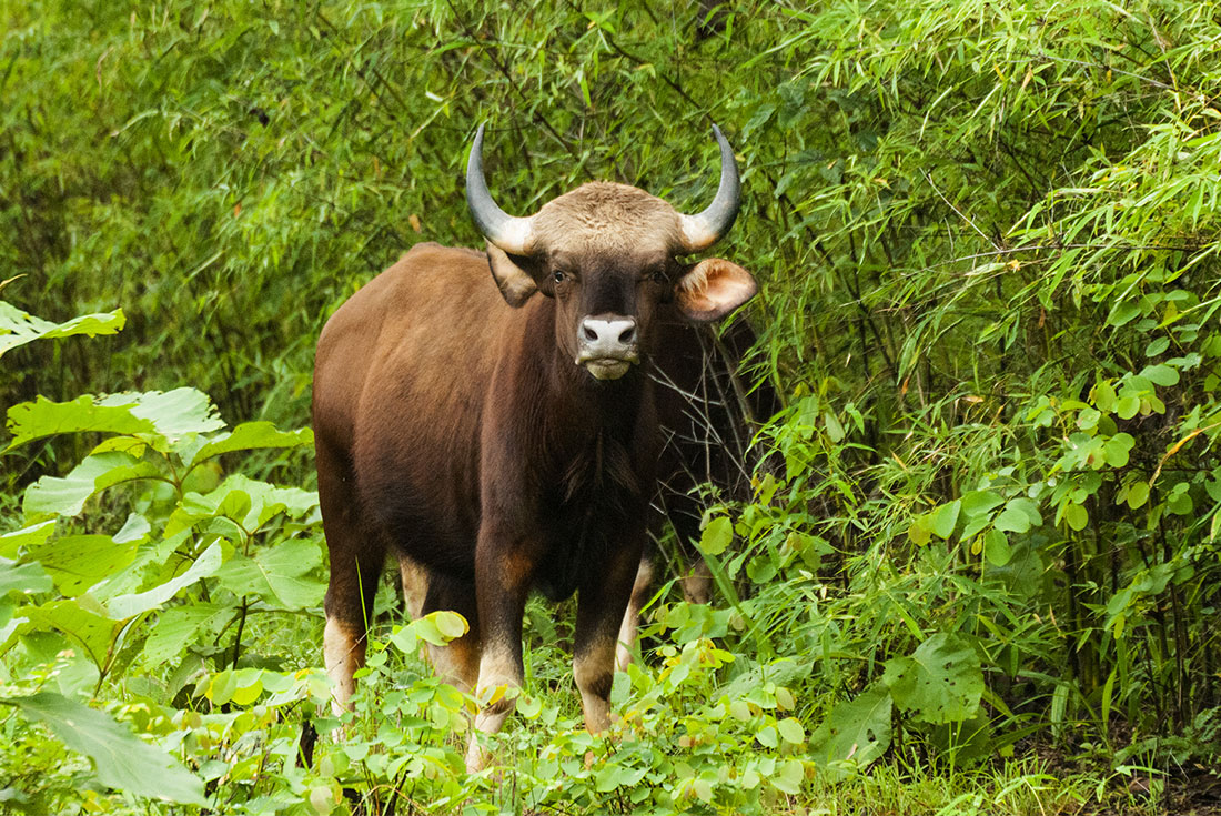 Gaur (Indian water buffalo) stading amongst greenery) in the Bandhavgarh National Park