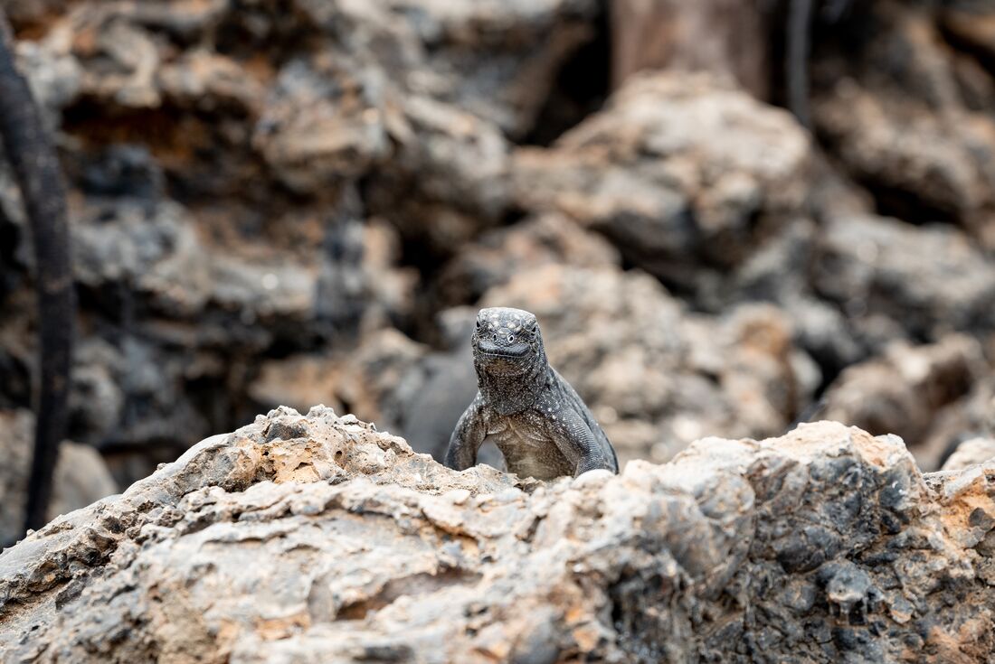 Marine iguana looks at the camera over the crest of a rock
