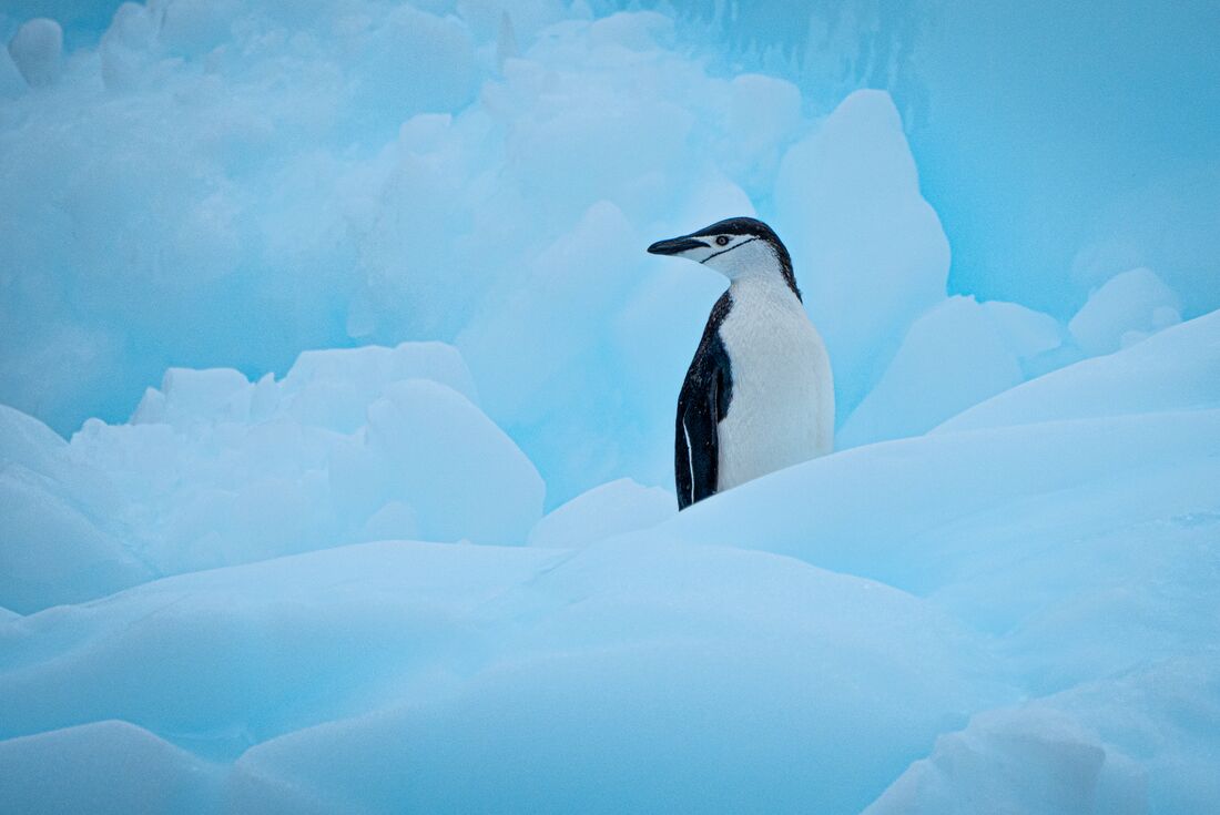 Chinstrap penguin looks directly into camera while perched on an iceberg on the Antarctic Penninsula