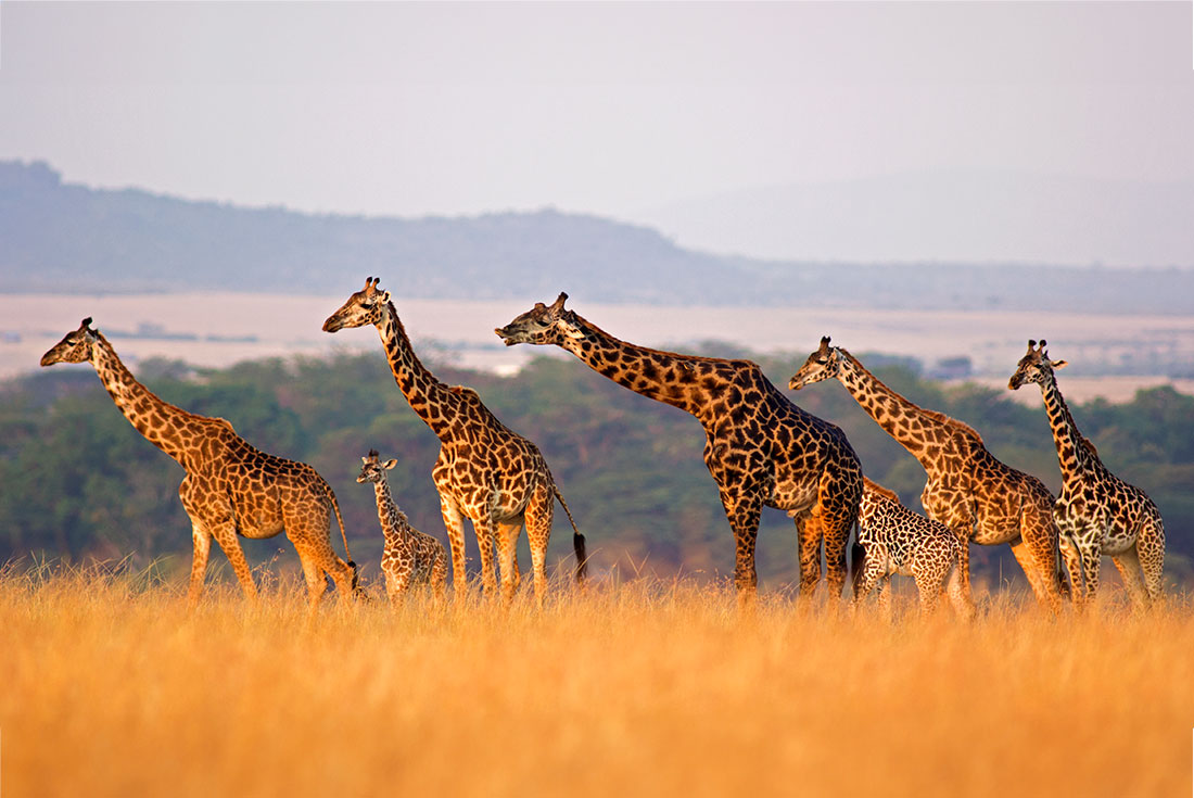Family of giraffes crossing the savanna