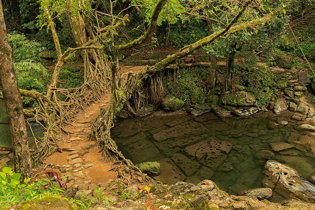 living root bridge in Mawlynnong, India
