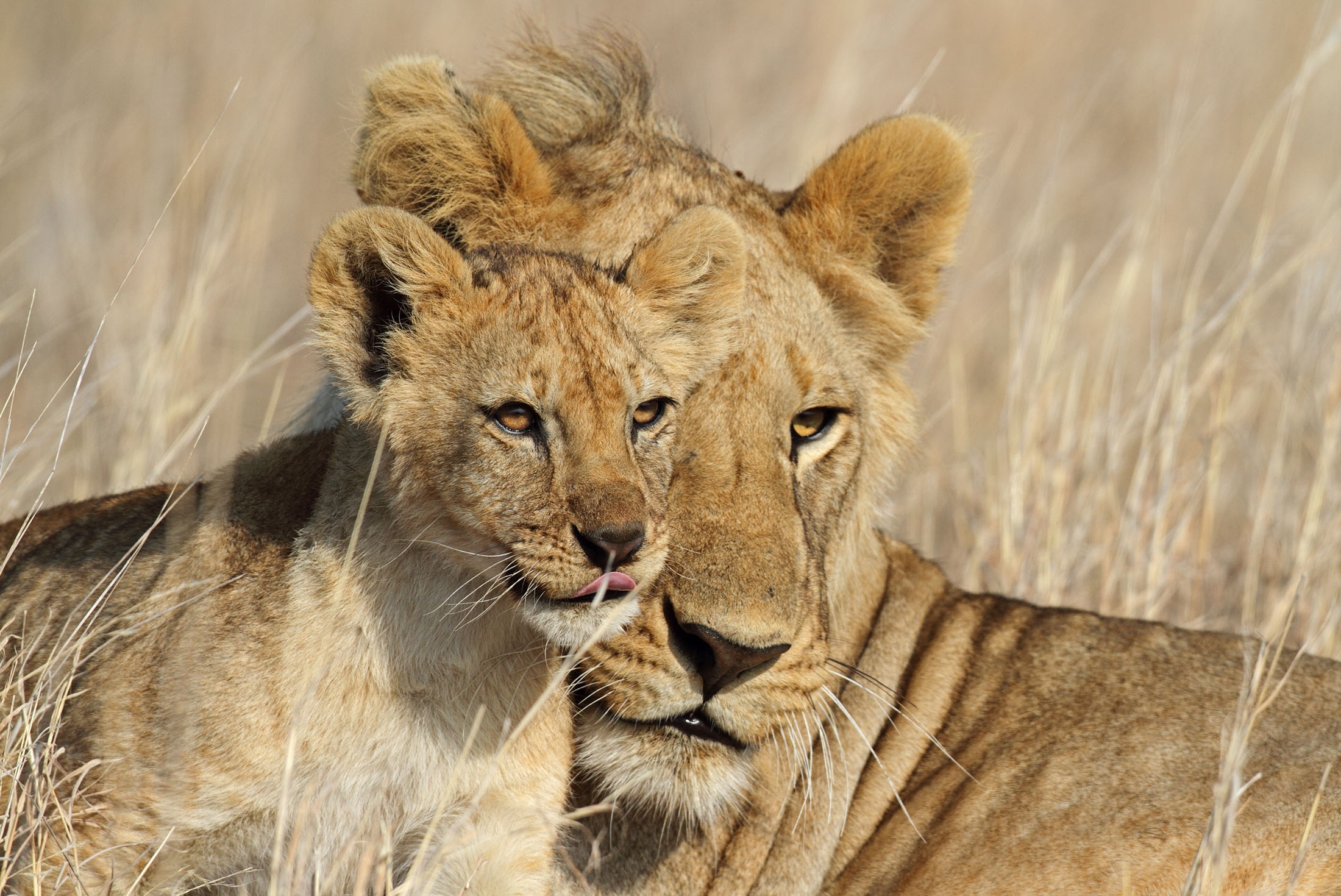 Lioness and her cub in Serengeti National Park