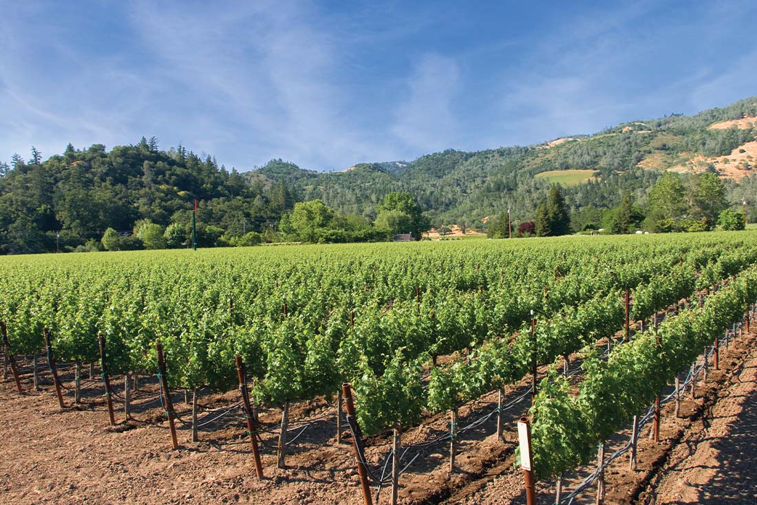 SSXS - Napa Valley vineyard in San Francisco, California 