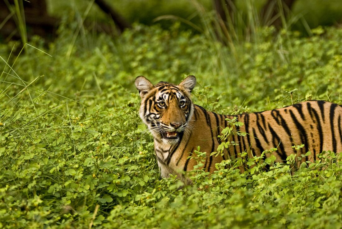 Bengal Tigers in India's Ranthambhore National Park