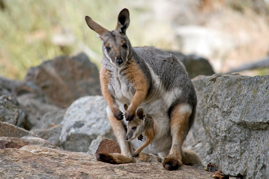 A yellow footed rock wallaby up close