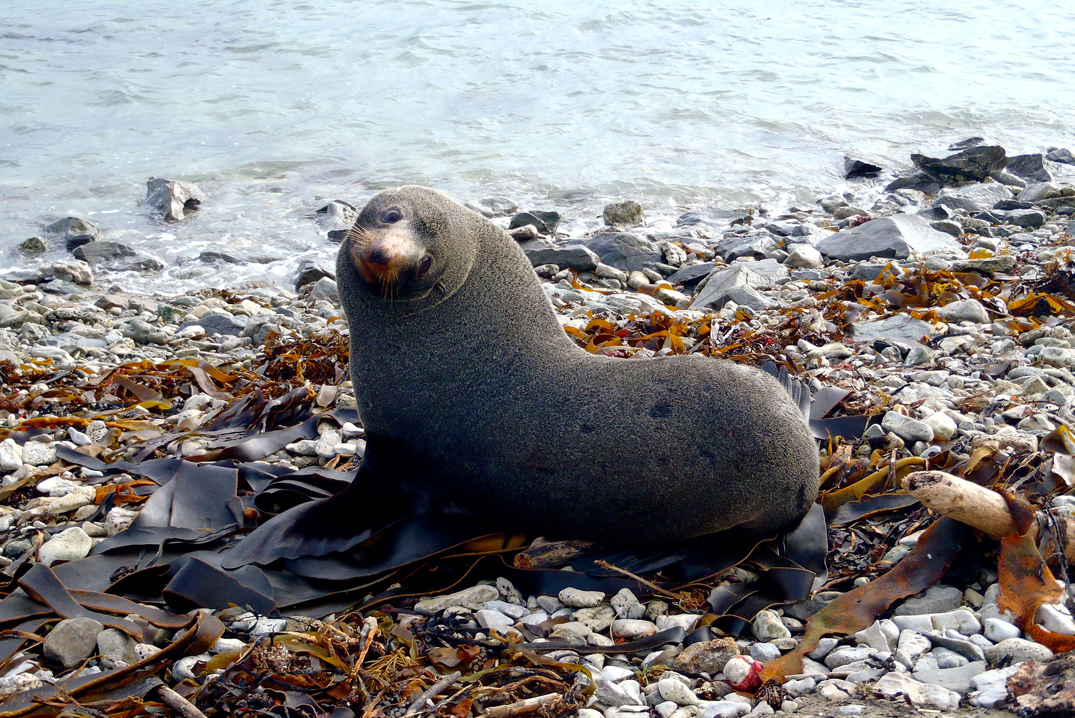 PTOSU_new-zealand_kaikoura_fur-seal_beach
