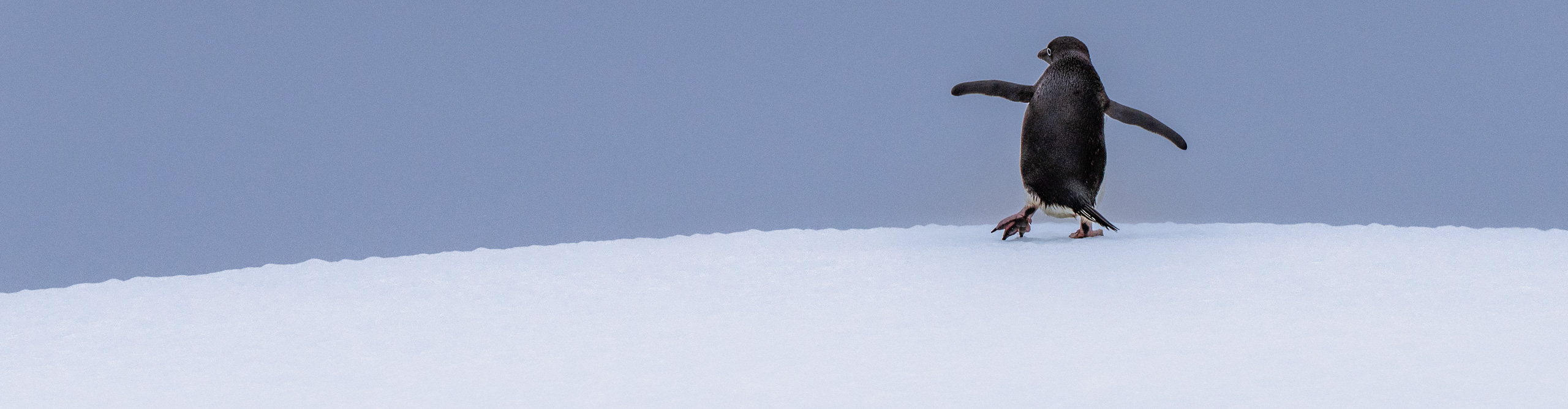 Penguin walking along ice in Antarctica