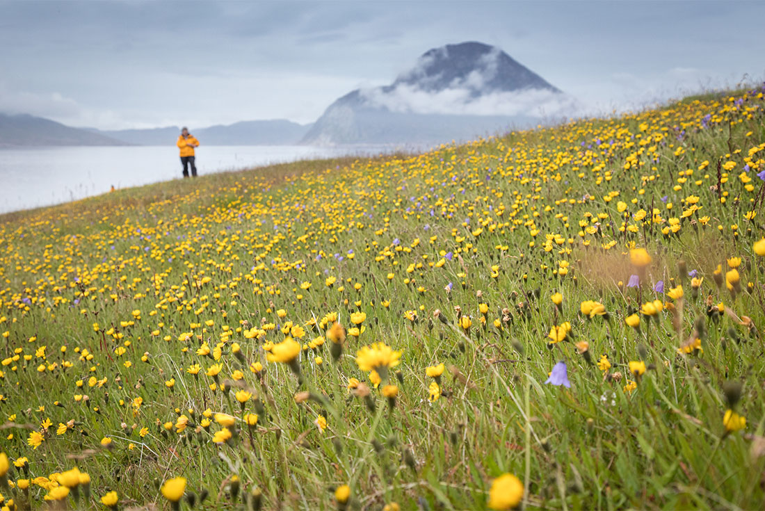 Traveller stands at a field of flowers while hiking in Hvalsey, South Greenland
