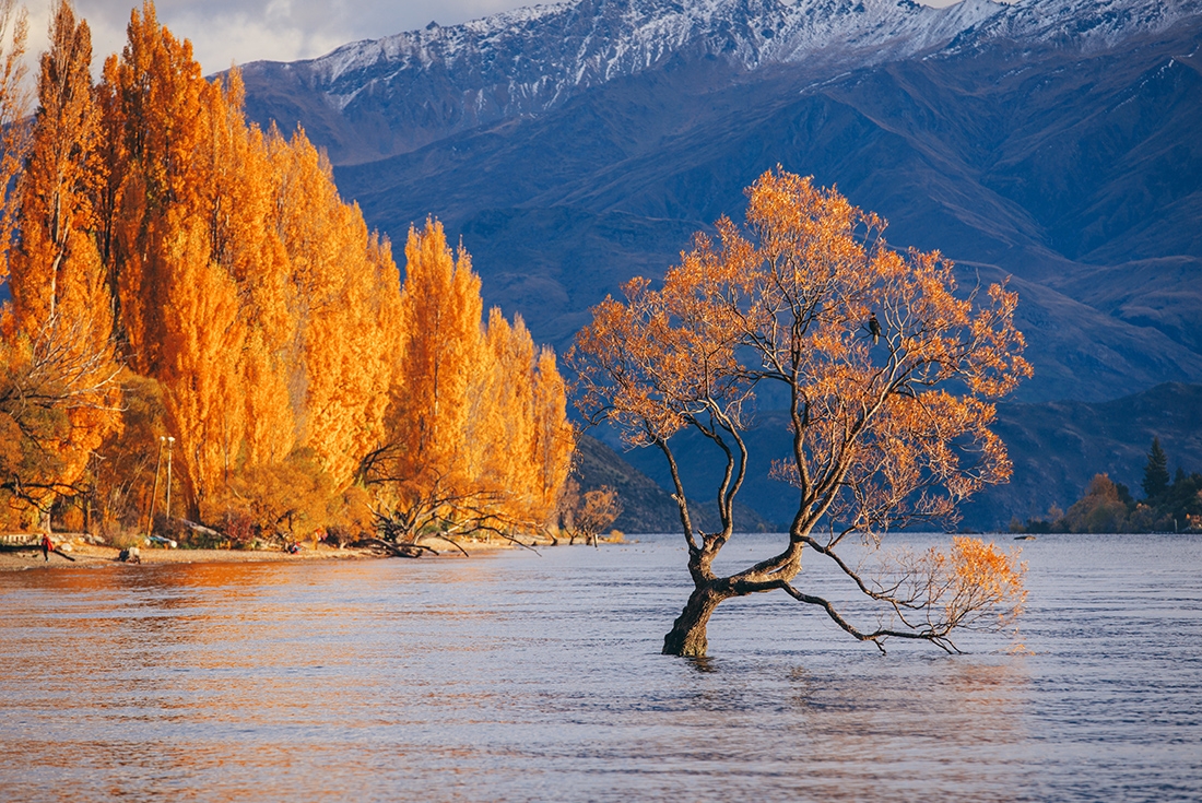 The Willow Tree on Lake Wanaka in Autumn in the Otago region of New Zealand