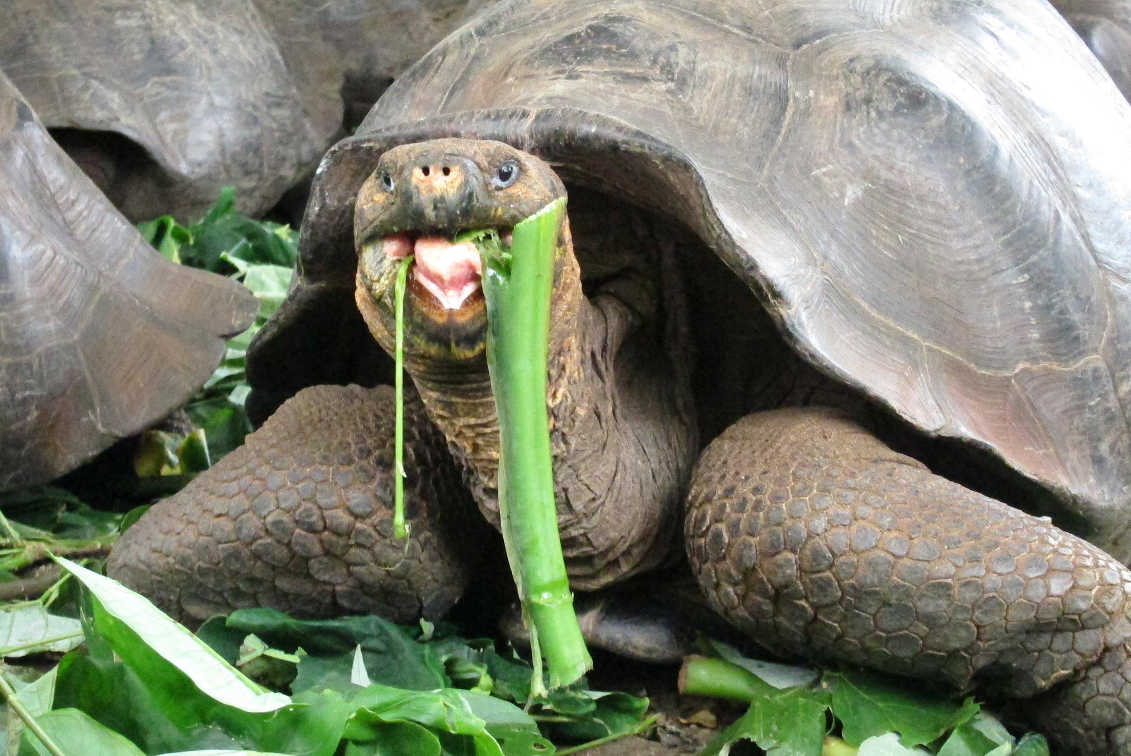 galapagos-islands_tortoise_eating