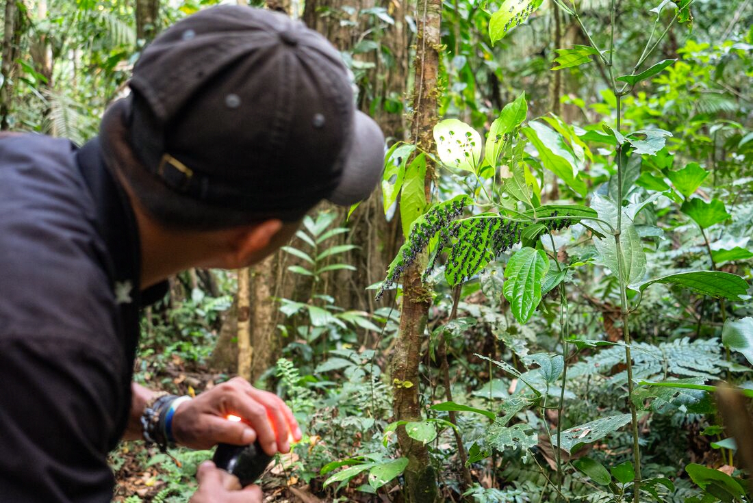 Leader showing jungle Ants, amazon jungle, Puerto Maldonado, Peru