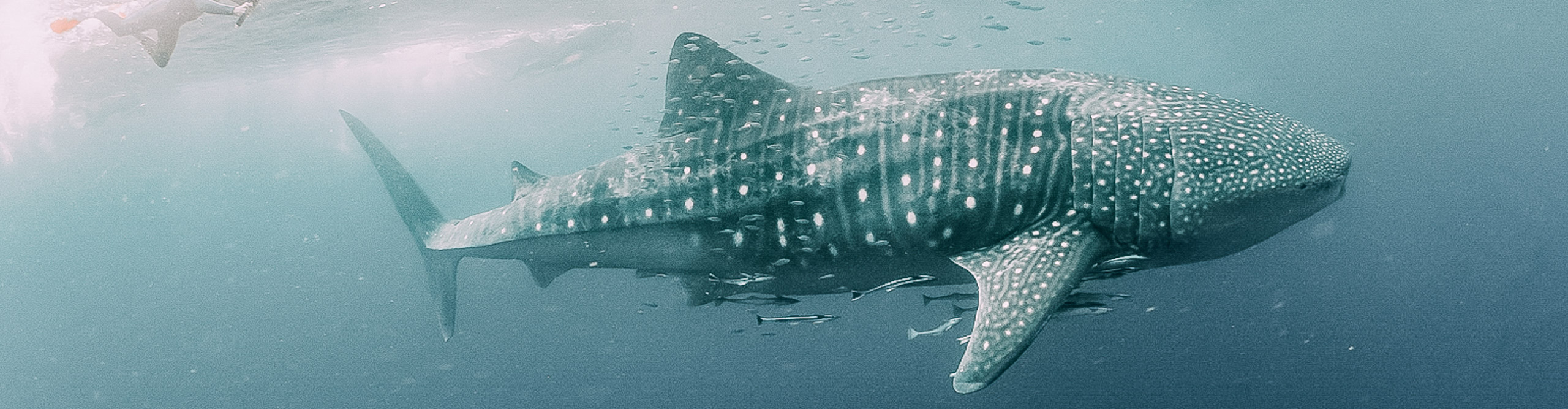 Scuba diver swimming with a whale shark at Ningaloo Reef, Western Australia 