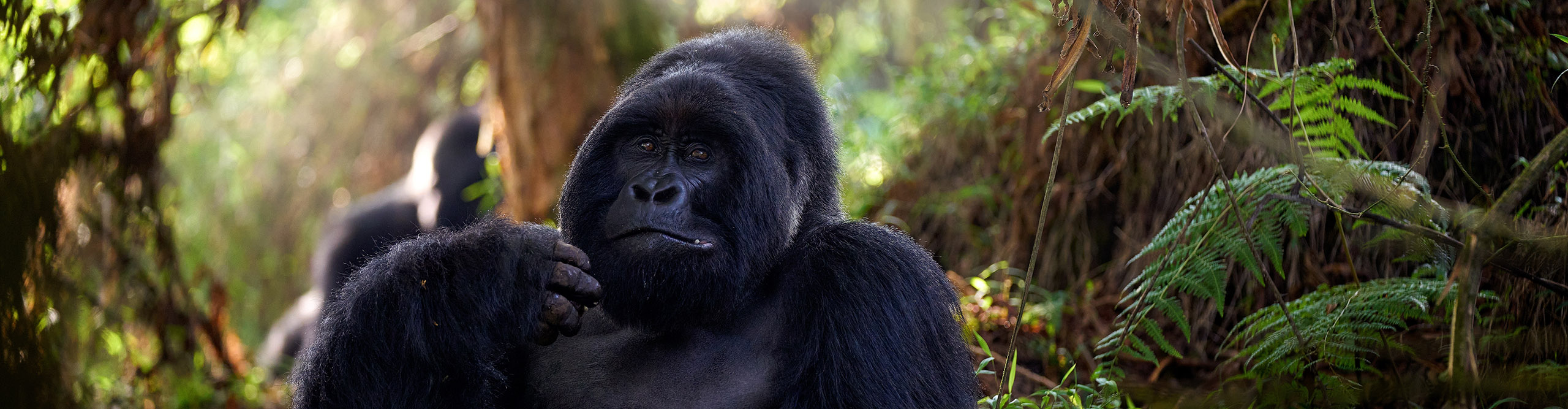 Male gorilla eating in the jungle in Uganda