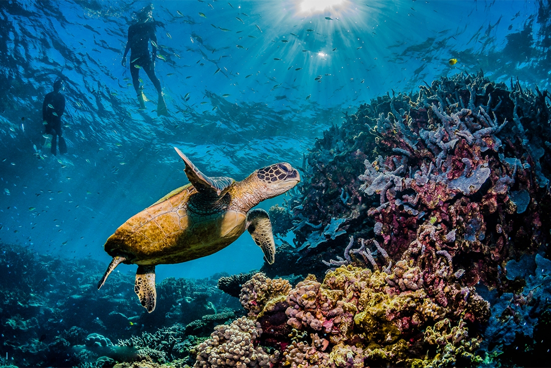 Two travellers snorkel over a Green Sea Turtle on the Great Barrier Reef