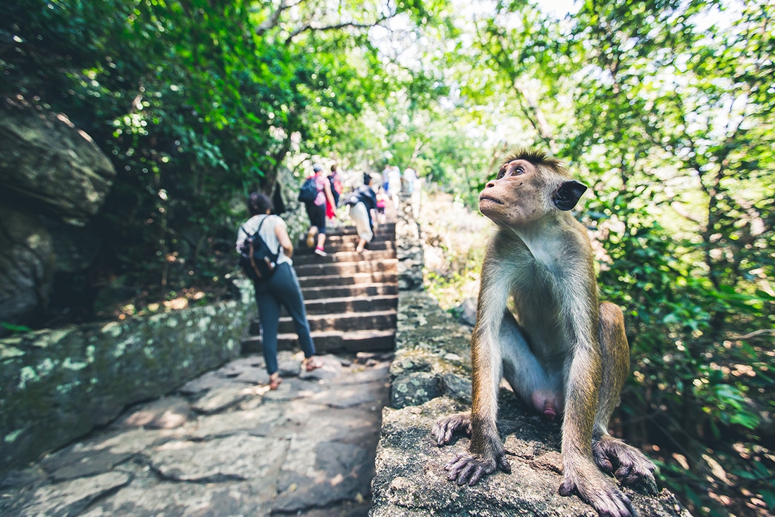 A monkey in the foreground with travellers in the background on a wilderness walk in Sri Lanka