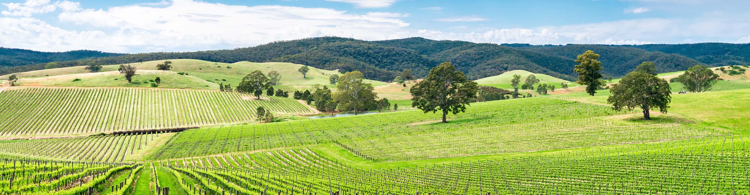 The vineyards of the Barossa Valley