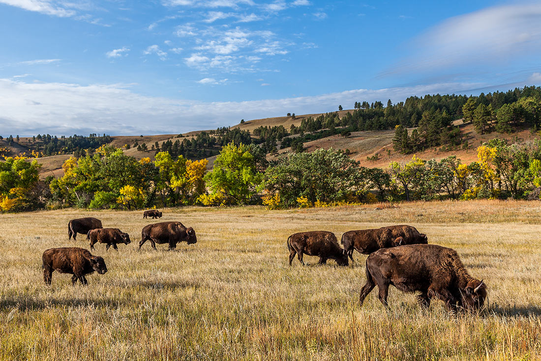 American buffalo herd in Custer State Park, South Dakota, USA
