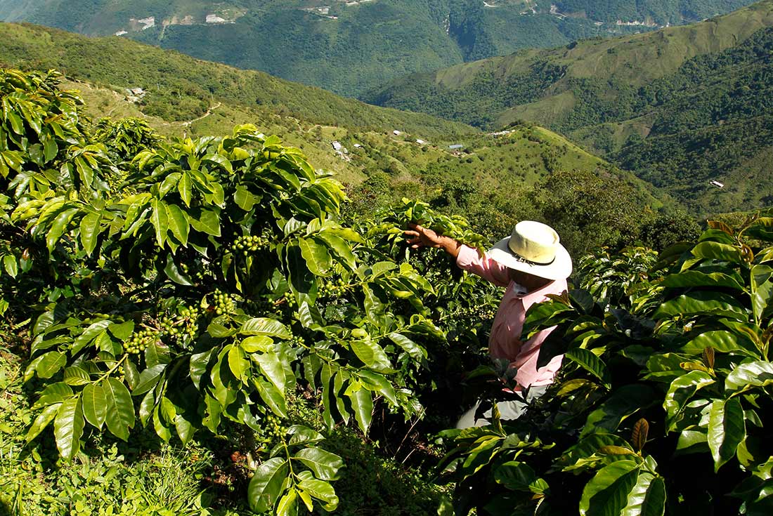 Coffee farmer in Colombia inspecting plants