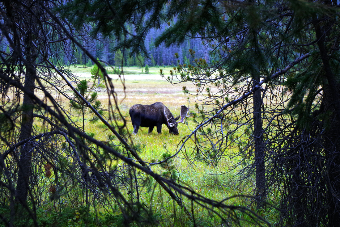 Moose grazing amongst pine trees in the Rocky Mountains, USA