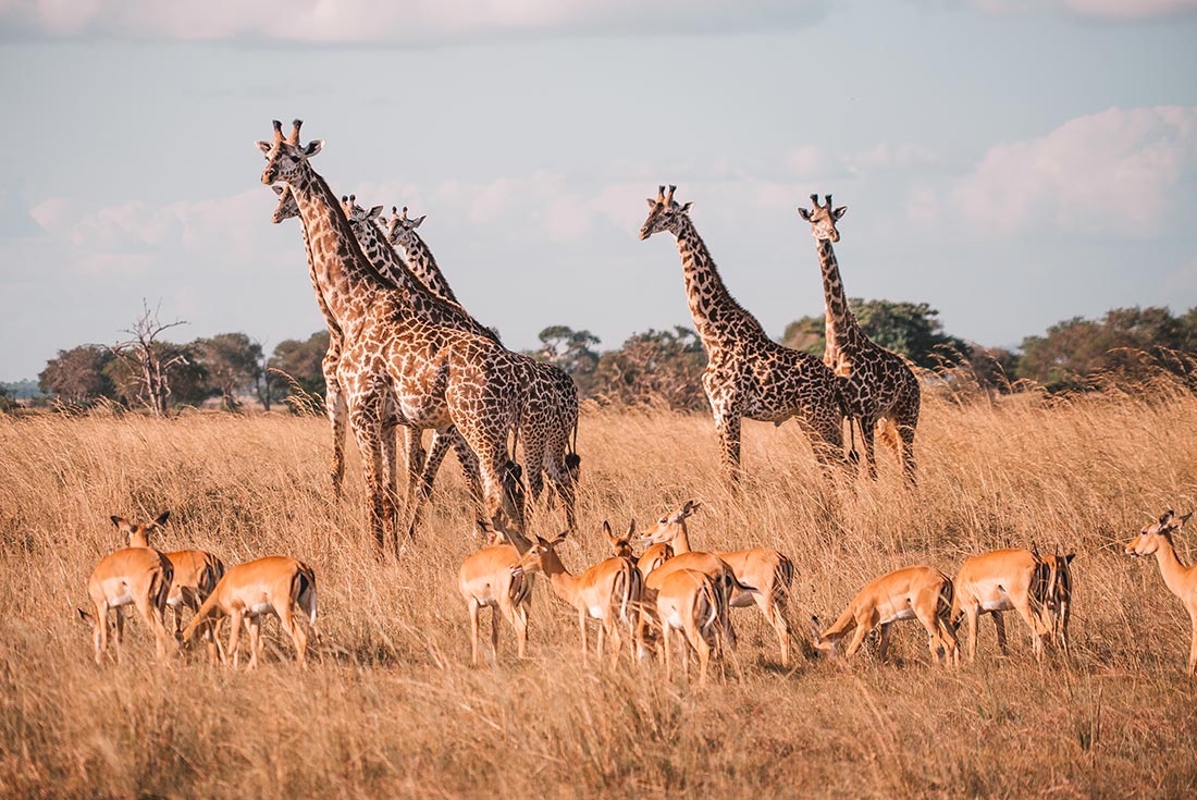 Giraffes and gazelles on the Savannah