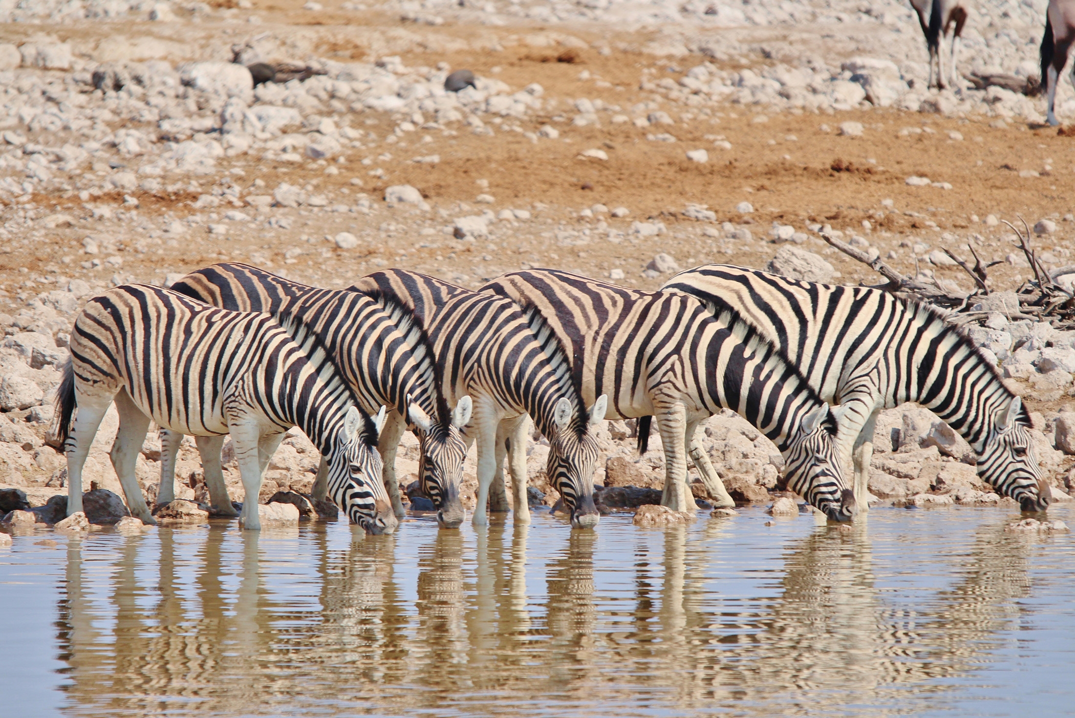 Zebras by the waterhole in Etosha National Park, Namibia