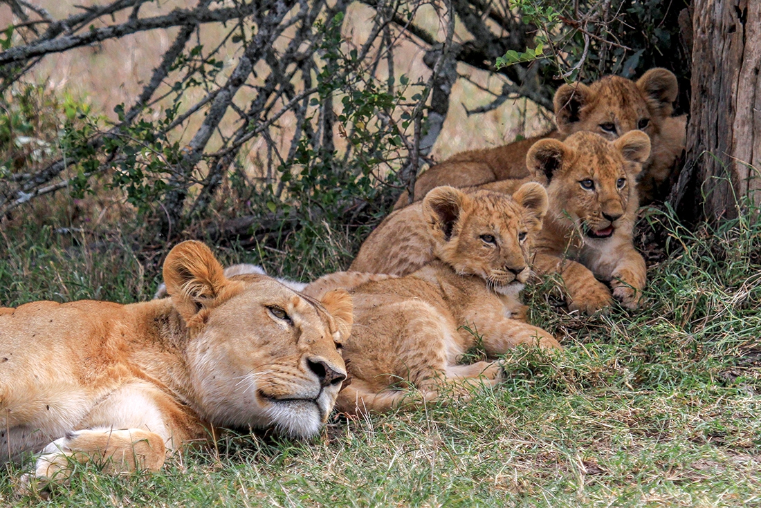 kenya family lion pride