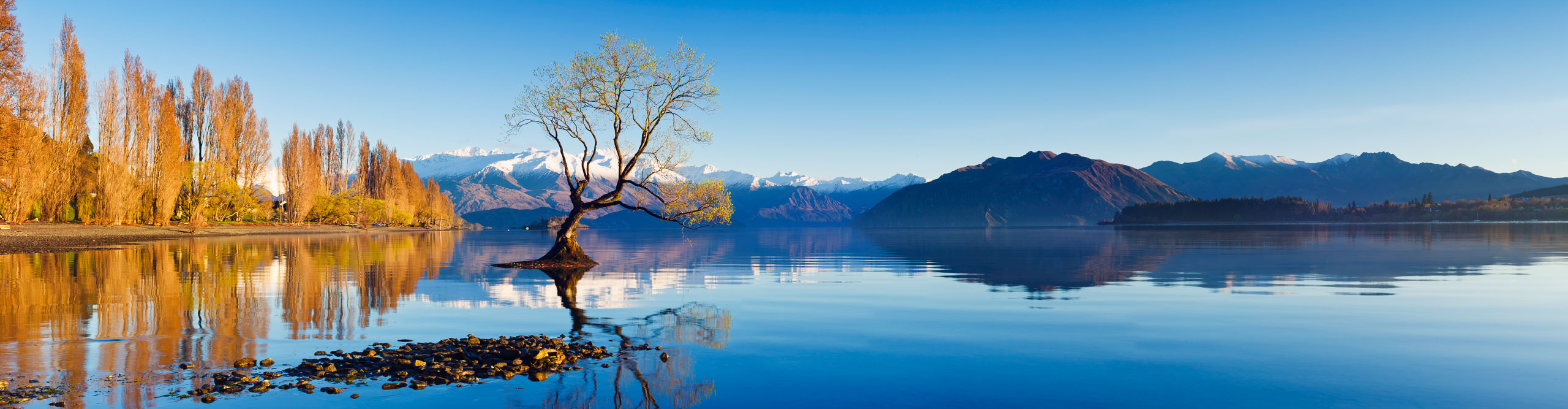 The famous Lone tree in the lake at Wanaka, South Island, New Zealand 