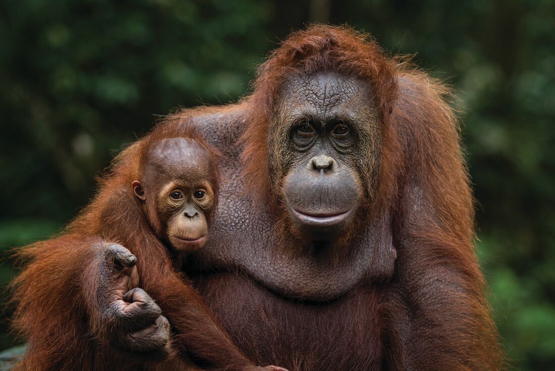  Orangutan mother and child, Borneo