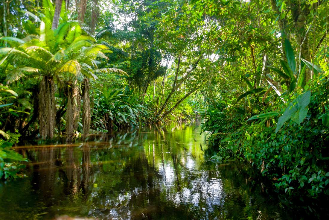 Lush rainforest surrounding the Amazon river