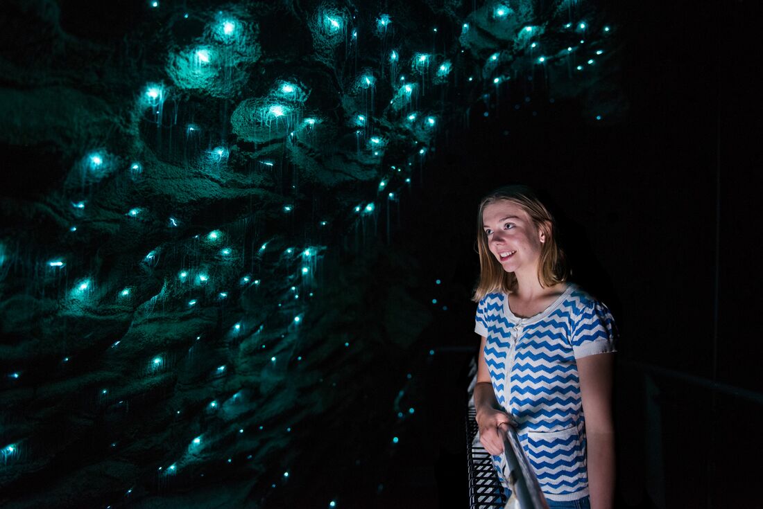 Glow worms embedded in Ruakuri cave walls light up for an Intrepid traveller